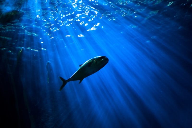 Cantik Bak Mutiara, Ikan Arwana Irian Semakin Mendunia
