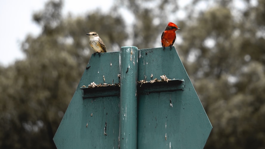 Tips Ternak Burung Lovebird Agar Lebih Produktif