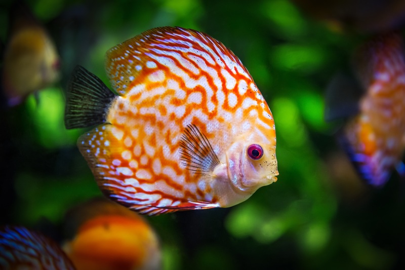 Inilah 3 Jenis Ikan Cupang Cantik yang Cocok Dijadikan Peliharaan