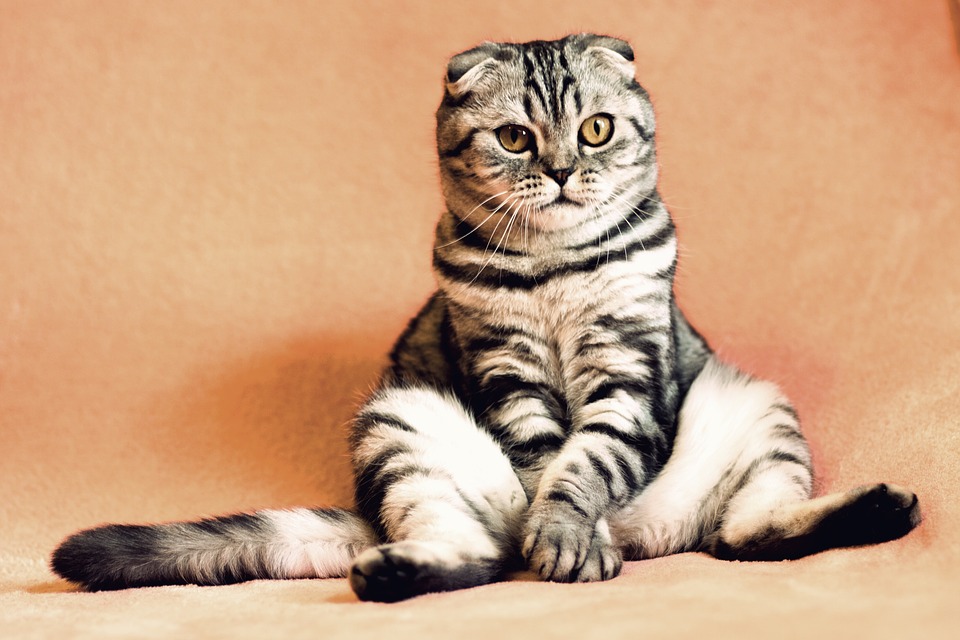 6 Fakta Tentang Anak Kucing yang Jarang Diketahui